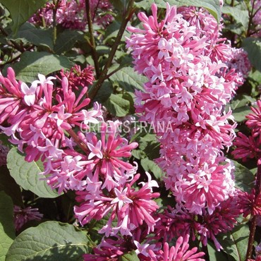 Сирень Мисс Канада (Syringa 'Miss Canada')