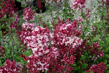 Сирень Ред Вайн (Syringa 'Red Wine')