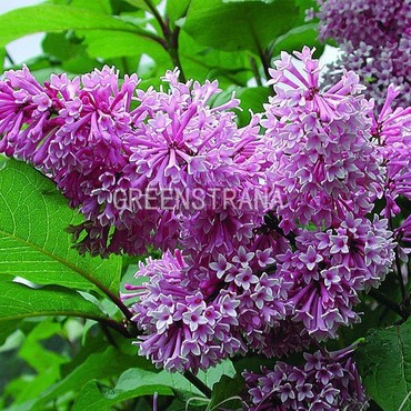 Сирень Роялти (Syringa 'Royalty')