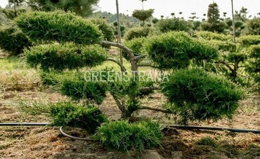 Можжевельник средний Минт Джулеп (Juniperus x pfitzeriana 'Mint Julep')