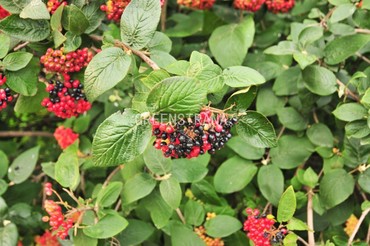 Калина гордовина (Viburnum lantana)