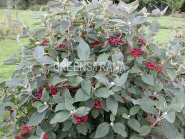 Калина гордовина Могикан (Viburnum lantana 'Mohican')