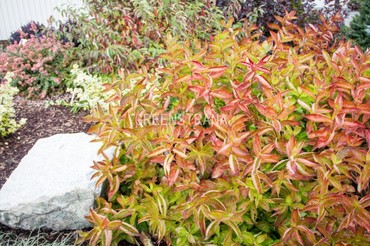 Вейгела Вингс оф Файер (Weigela 'Wings of Fire')