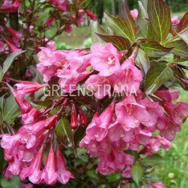 Вейгела Пурпуреа (Weigela 'Purpurea')