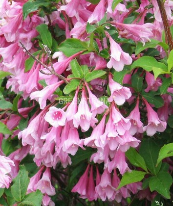 Вейгела Букет Роуз (Weigela 'Bouquet Rose')