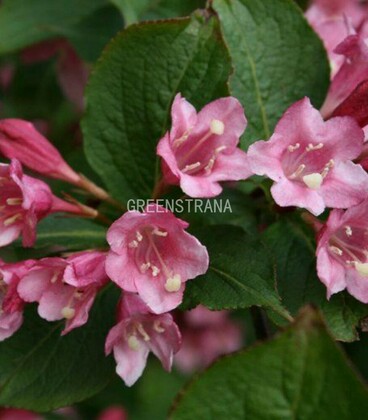 Вейгела Букет Роуз (Weigela 'Bouquet Rose')
