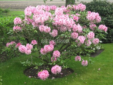 Рододендрон Космополитан (Rhododendron 'Cosmopolitan')