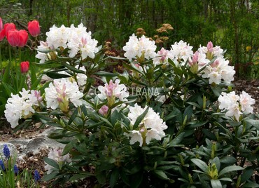 Рододендрон гибридный Вайт (Rhododendron hybridum 'White')