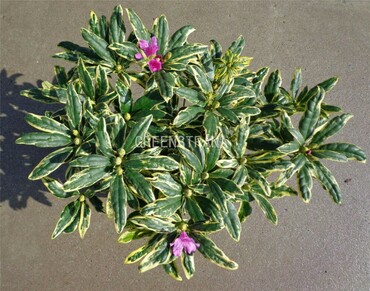 Рододендрон Голден Грин Гифт (Rhododendron 'Golden Green Gift')