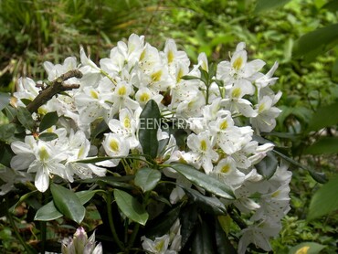 Рододендрон Мадам Массон (Rhododendron 'Madame Masson')