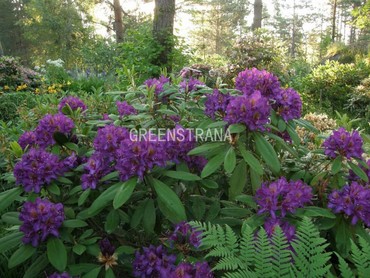 Рододендрон Марсель Менар (Rhododendron 'Marcel Menard')