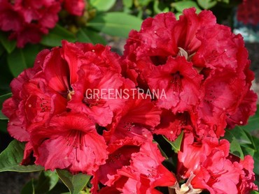 Рододендрон Ред Джек (Rhododendron 'Red Jack')
