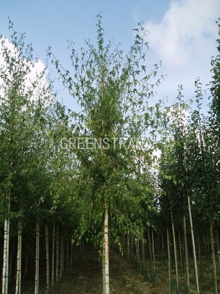 Береза повислая Далекарлийская (Betula pendula 'Dalecarlica')