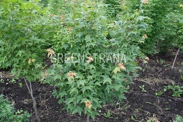 Клен мелколистный (Acer mono)