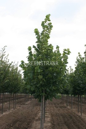 Липа американская Редмонд (Tilia americana 'Redmond')