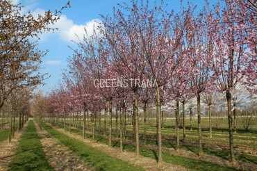 Вишня Саржента (Prunus sargentii)