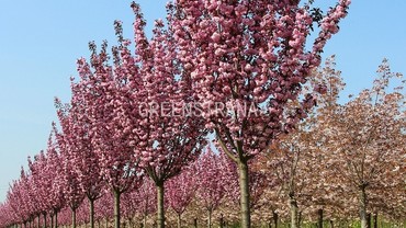Вишня мелкопильчатая Роял Бургунди (Prunus serrulata 'Royal Burgundy')