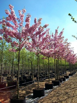 Вишня мелкопильчатая Канзан (Prunus serrulata 'Kanzan')