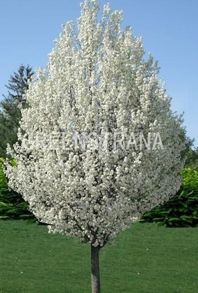Груша декоративная Бич Хилл (Pyrus calleryana 'Beech Hill')