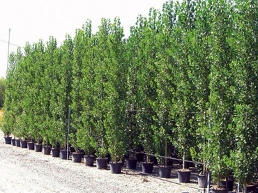 Тополь гибридный Пионер (Populus x hybrid 'Pioner')