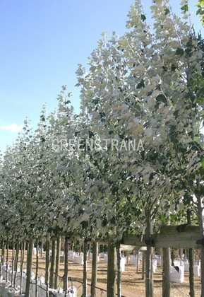 Тополь серебристый (Populus alba)