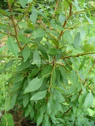 Тополь лавролистный (Populus laurifolia)
