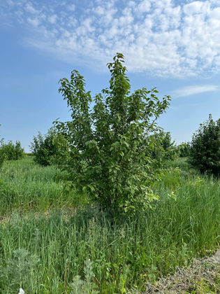Черемуха виргинская "Prunus virginiana"