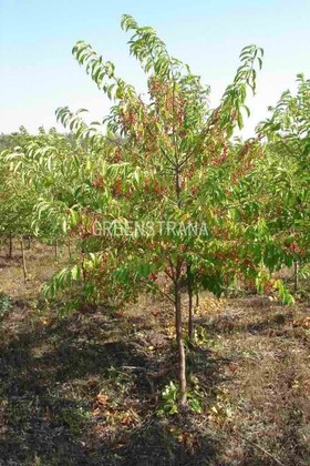 Черемуха Поздняя радость (Padus 'Pozdnyaya Radost')