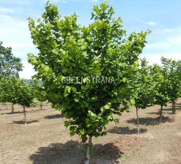 Орех медвежий (Corylus colurna)