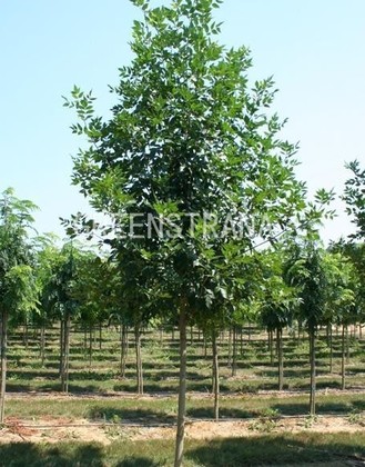 Ясень пенсильванский (Fraxinus pennsylvanica)