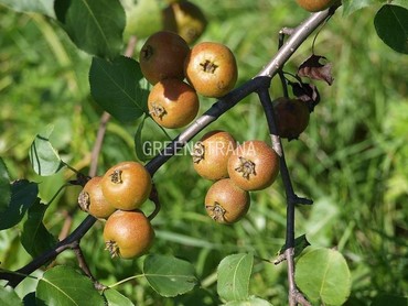 Груша уссурийская (Pyrus ussuriensis)