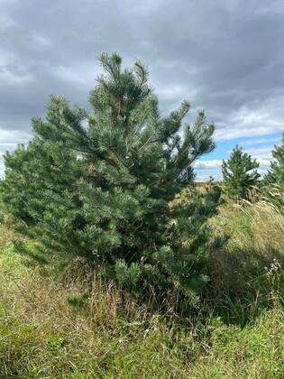 Сосна обыкновенная (Pinus sylvestris) (формированная)