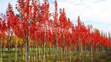 Клен красный Сан Валлей (Acer rubrum 'Sun Valley')