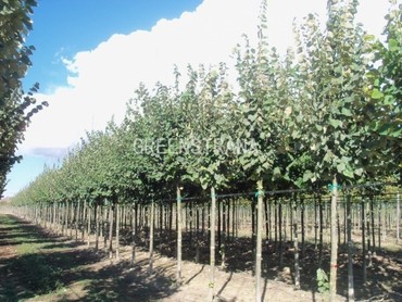 Липа войлочная Брабант (Tilia tomentosa 'Brabant')