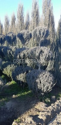 Можжевельник скальный Скайрокет (Juniperus scopulorum 'Skyrocket')