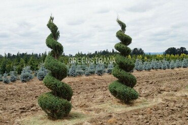 Можжевельник скальный Скайрокет (Juniperus scopulorum 'Skyrocket')