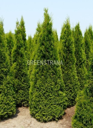 Туя западная Смарагд (Thuja occidentalis 'Smaragd') Extra