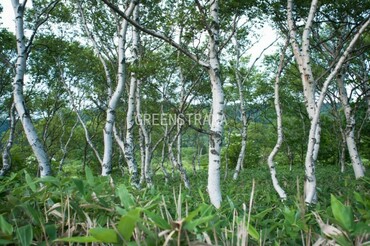 Береза Эрмана (Betula ermanii)