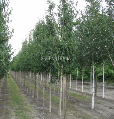 Береза Эрмана Холланд (Betula ermanii 'Holland')