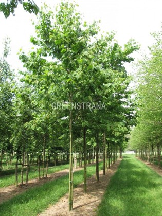 Береза Максимовича (Betula maximowicziana)