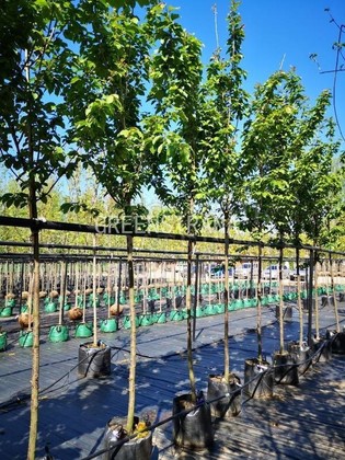 Вишня Саржента Ранчо (Prunus sargentii 'Rancho')