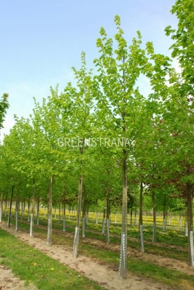 Липа европейская Эухлора (Tilia x euchlora)