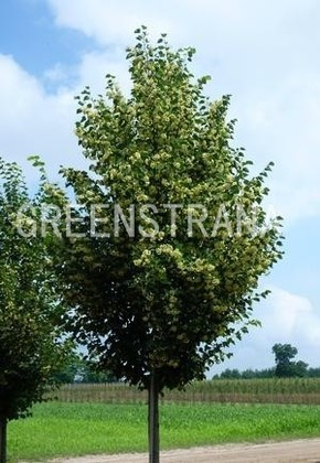 Липа мелколистная Корзам (Tilia cordata 'Corzam')