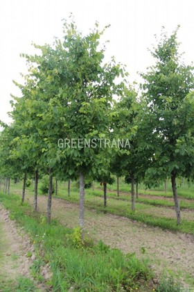Липа желтеющая Гленлевен (Tilia x flavescens 'Glenleven')