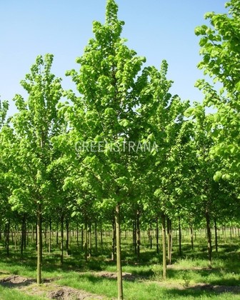 Липа крупнолистная Тип Текериш (Tilia platyphyllos 'Tip Tekerish')