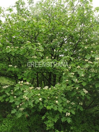 Рябина глоговина (Sorbus torminalis)