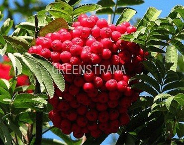 Рябина Алая крупная (Sorbus 'Alaya Krupnaya')