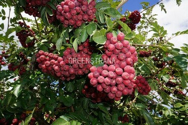 Рябина Рубиновая (Sorbus 'Rubinovaya')
