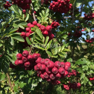 Рябина Титан (Sorbus 'Titan')