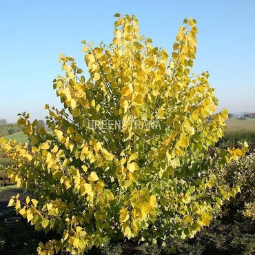 Тополь Серотина Аурея (Populus x canadensis 'Serotina Aurea')